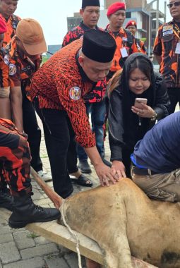 Pemuda Pancasila Deli Serdang Sembelih 9 Hewan Kurban
